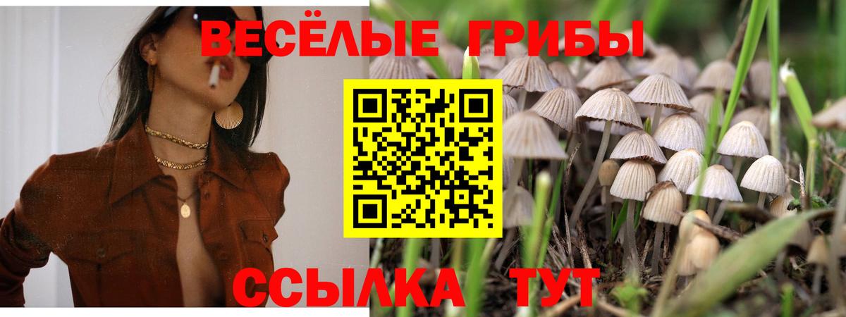 Галлюциногенные грибы Psilocybine cubensis Темрюк